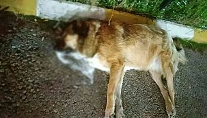 İzmir'de vahşet! 13 köpek zehirlenerek can verdi