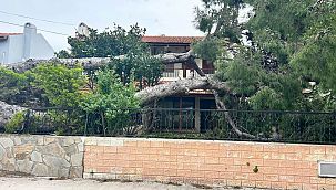 Çeşme’de şiddetli rüzgar nedeniyle dev ağaç evin bahçesine devrildi