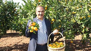 Dünya’nın C vitamini ihtiyacını Türk narenciye sektörü karşıladı