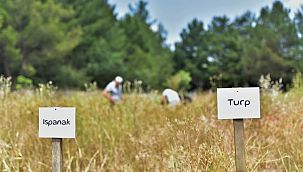 Atalık tohumlar Bornova’da yaşatılıyor