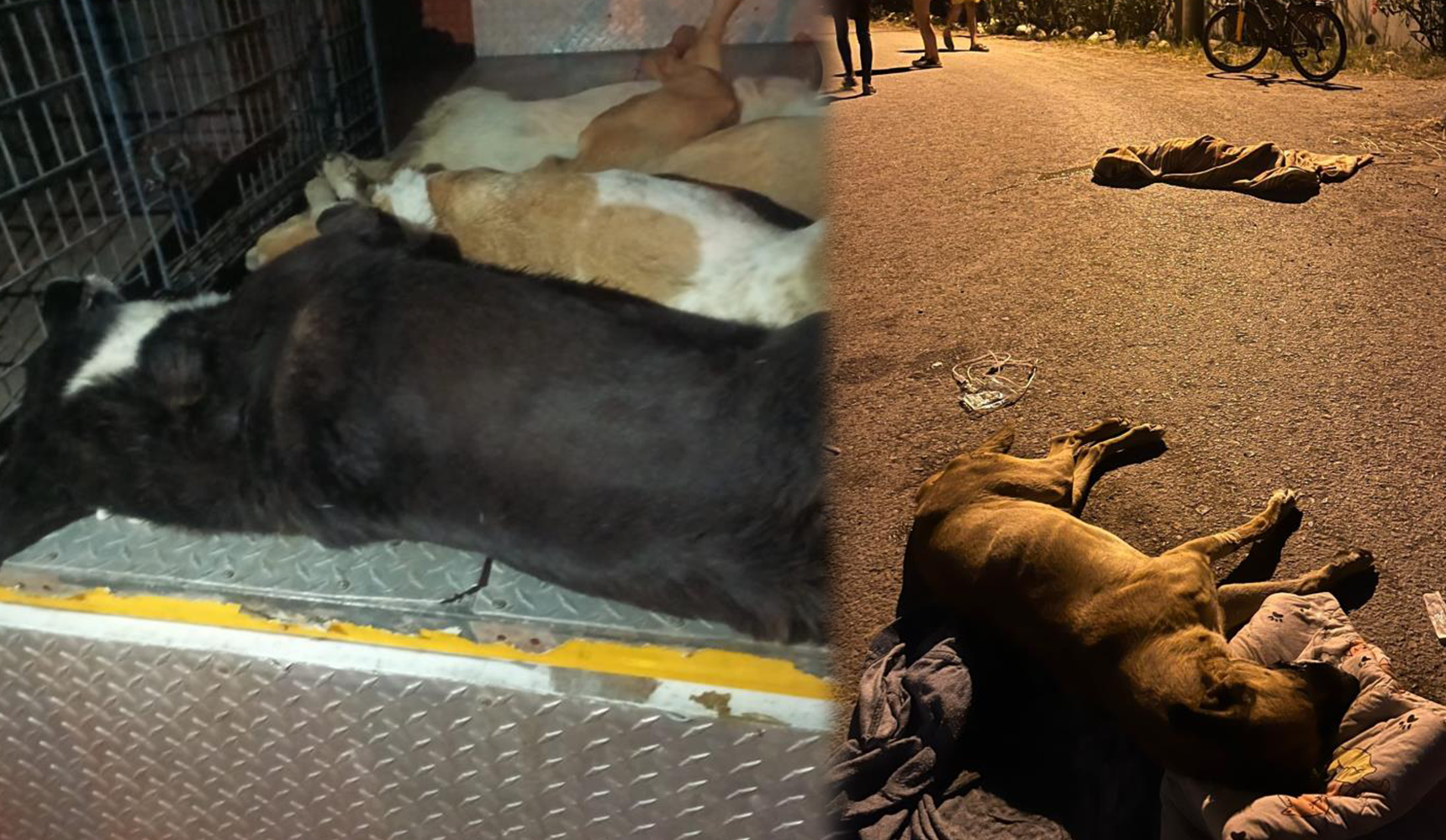 İzmir’de 10 köpek zehirlenerek öldürüldü