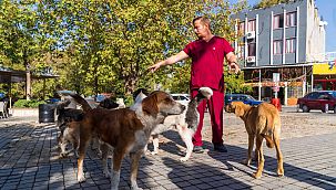 İzmir’de sahipsiz köpeklerin sayımı başladı