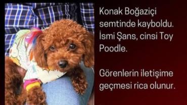 Toy Poodle cinsi "Şans" için arama seferberliği